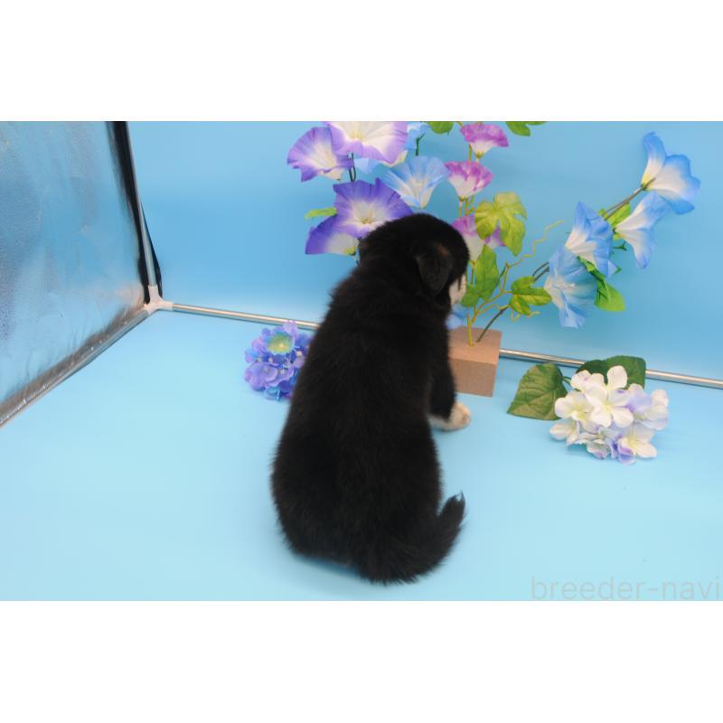 販売中の岡山県のミックス犬-399897の2枚目